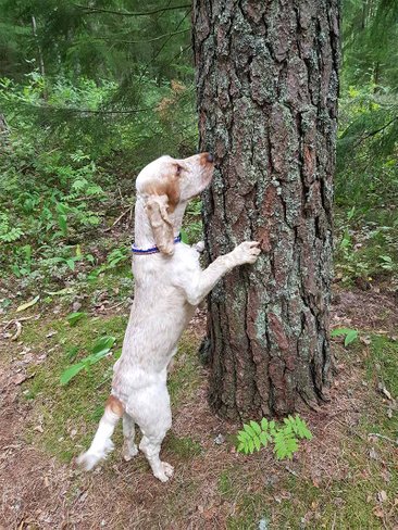 Buster klättrar på träd