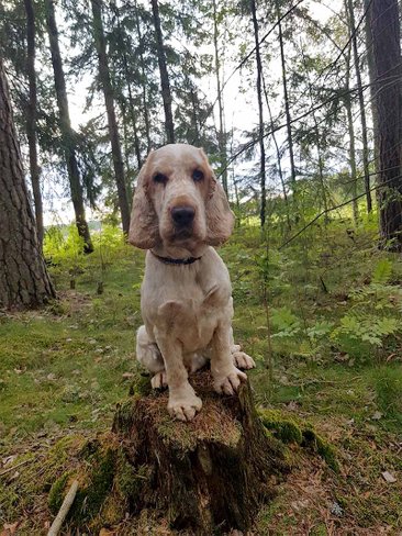 Buster sitter på en stubbe i skogen