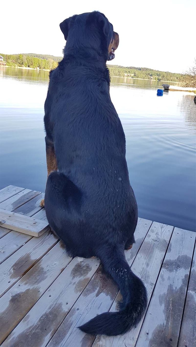 Rottweiler sitter på bryggan och tittar ut över vattnet