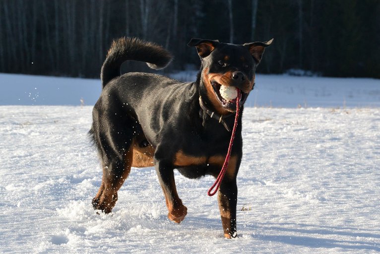 pigg frisk lekfull hund i snö rottweiler
