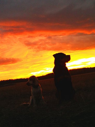 hundar i vacker solnedgång