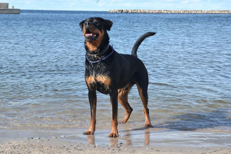 harmonisk hund vid vatten
