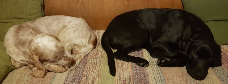 lugn och avslappnad hund efter behandling